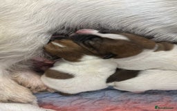 Jack Russell dogs for sale: Pedigree Jack Russell Terriers - Image 8