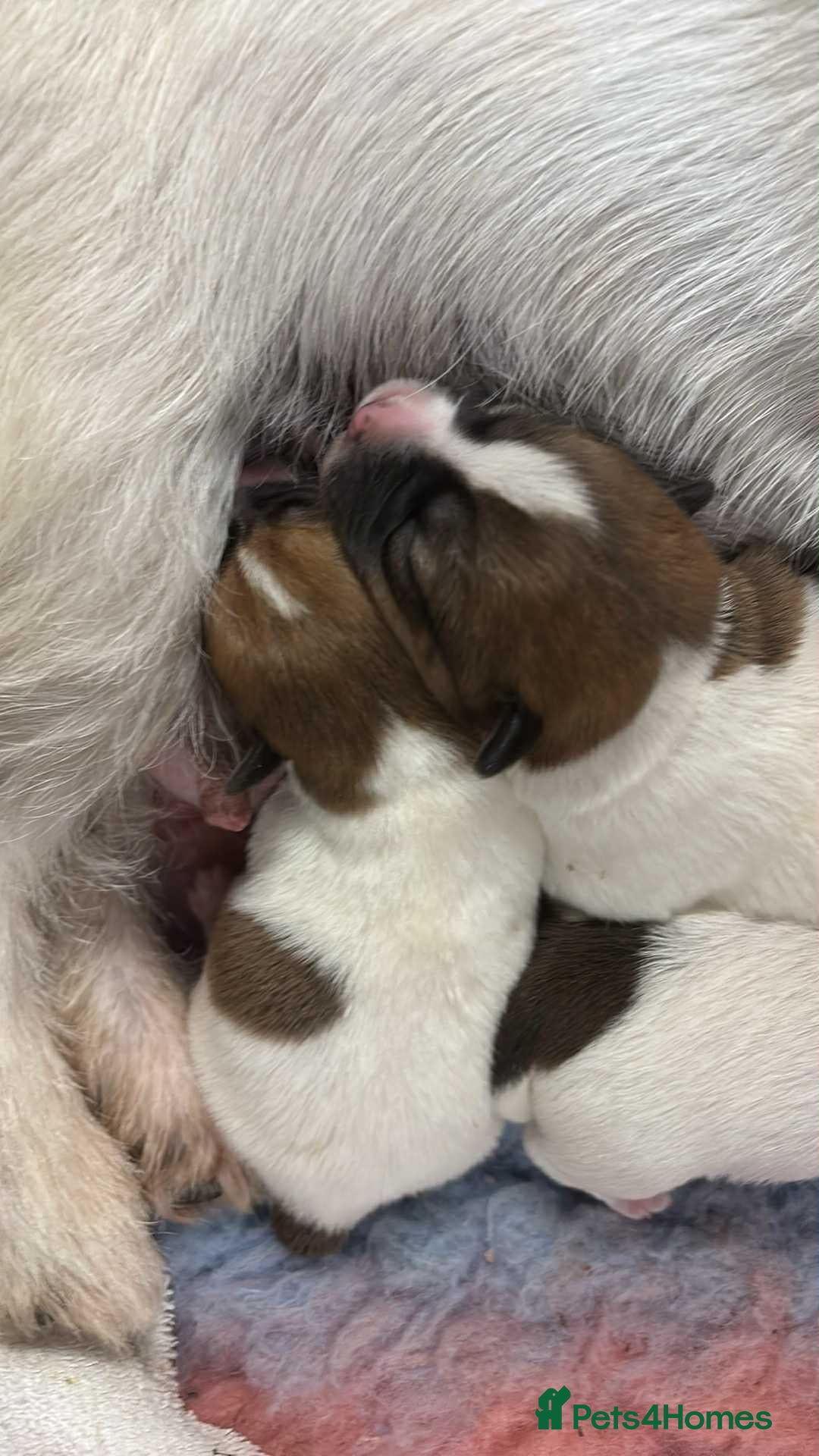 Jack Russell dogs for sale: Pedigree Jack Russell Terriers - Image 8