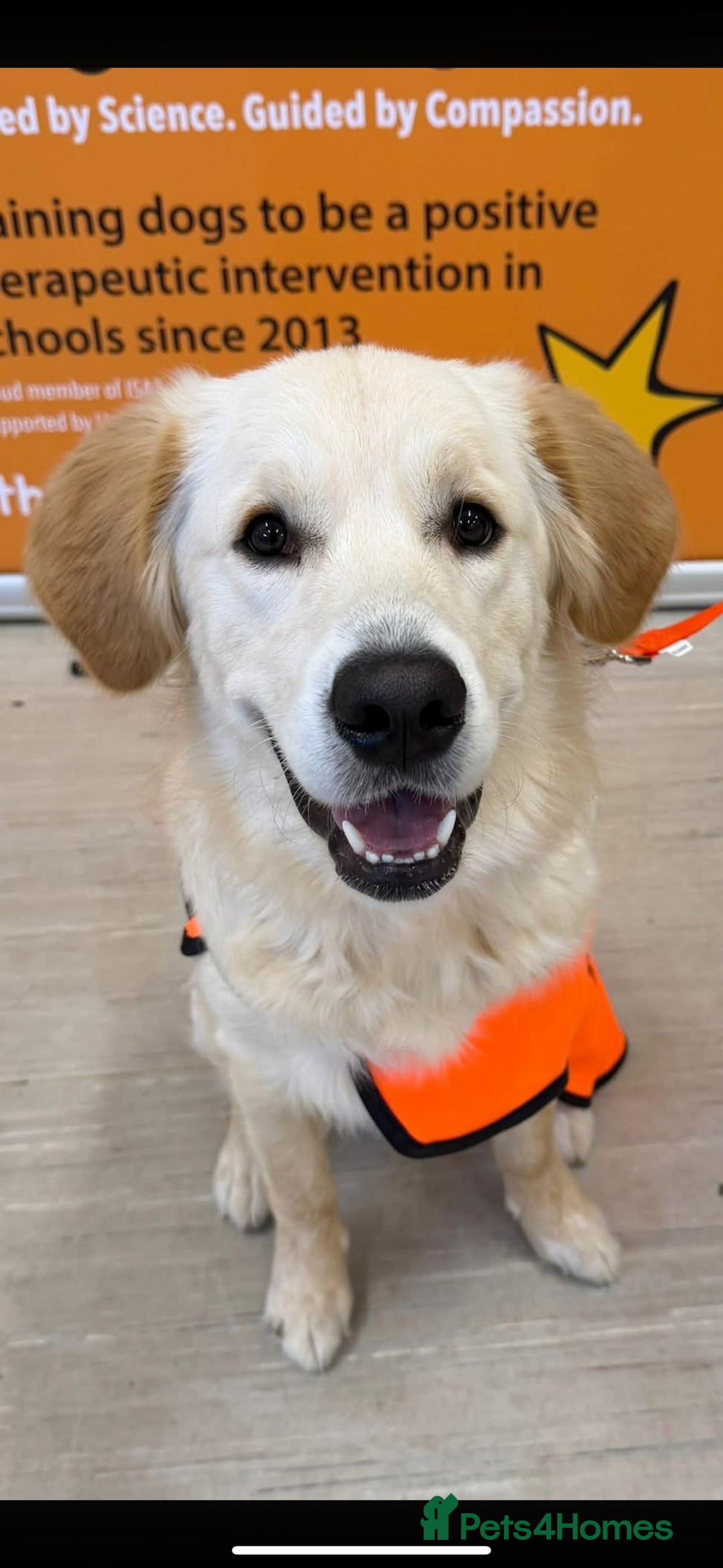 Golden Retriever dogs for sale: Beautiful English Cream Golden Retriever Puppy's  - Advert 10