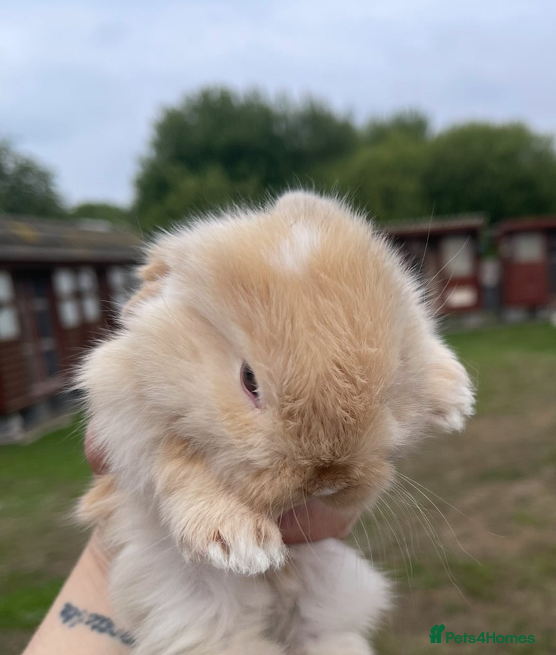 Mini Lop rabbits for sale: Baby mini lops ready to reserve !! - Image 5