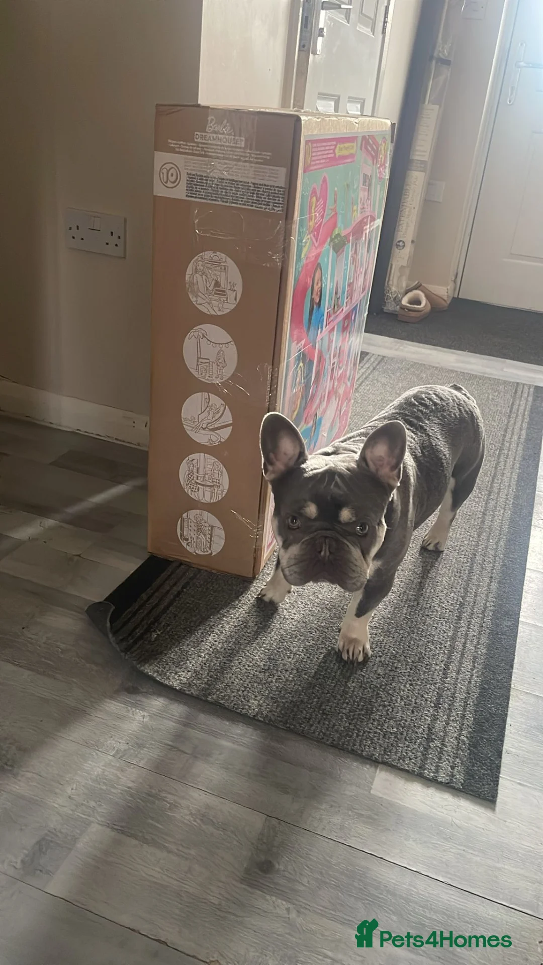 French Bulldog dogs for sale: Blue and tan french bulldog - Advert 2