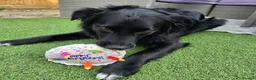 Mixed Breed dogs for sale: Handsome border collie mixed with golden retriever - Advert 3