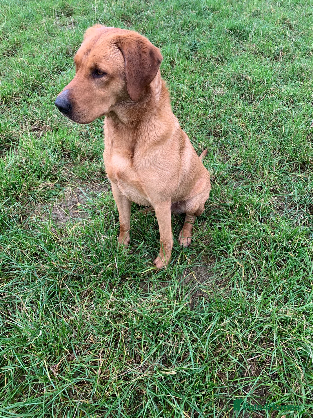 Labrador Retriever dogs for stud: Fully health tested Fox Red Labrador For Stud in Tewkesbury - Advert 4