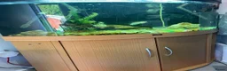 Other/Mixed Breed fish for sale: Juwel Trigon 190 Liters Complete setup in Watford - Advert 5
