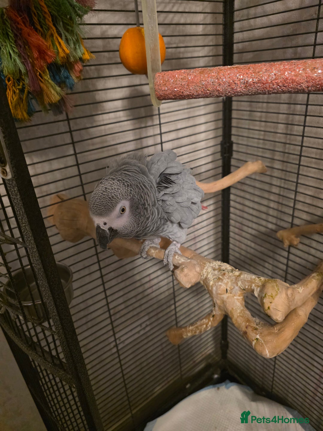 Parrots birds for sale: Congo African Grey female  - Advert 4