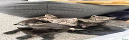 Bengal cats for sale: 🩶 Silver & Black Bengal x Bombay Kittens - Advert 8