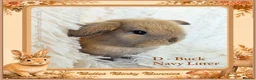 Mini Lop rabbits for sale: 🌻 Baby Mini Lops 🌻 Reserve Now 🌻 Ready 4th Oct - Advert 3