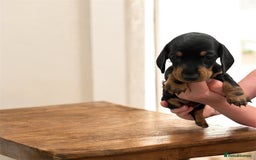 Miniature Dachshund dogs for sale: Miniature Dachshunds  - Image 12