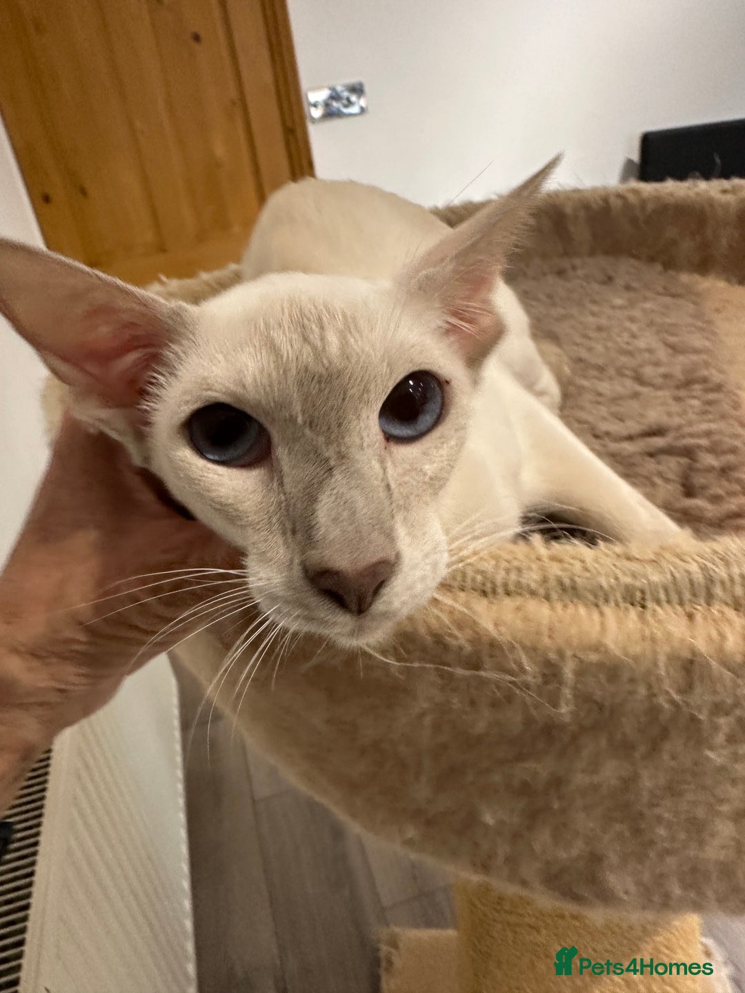 Siamese cats for sale: Sweet Siamese Female Lilac Point Active Register - Advert 4