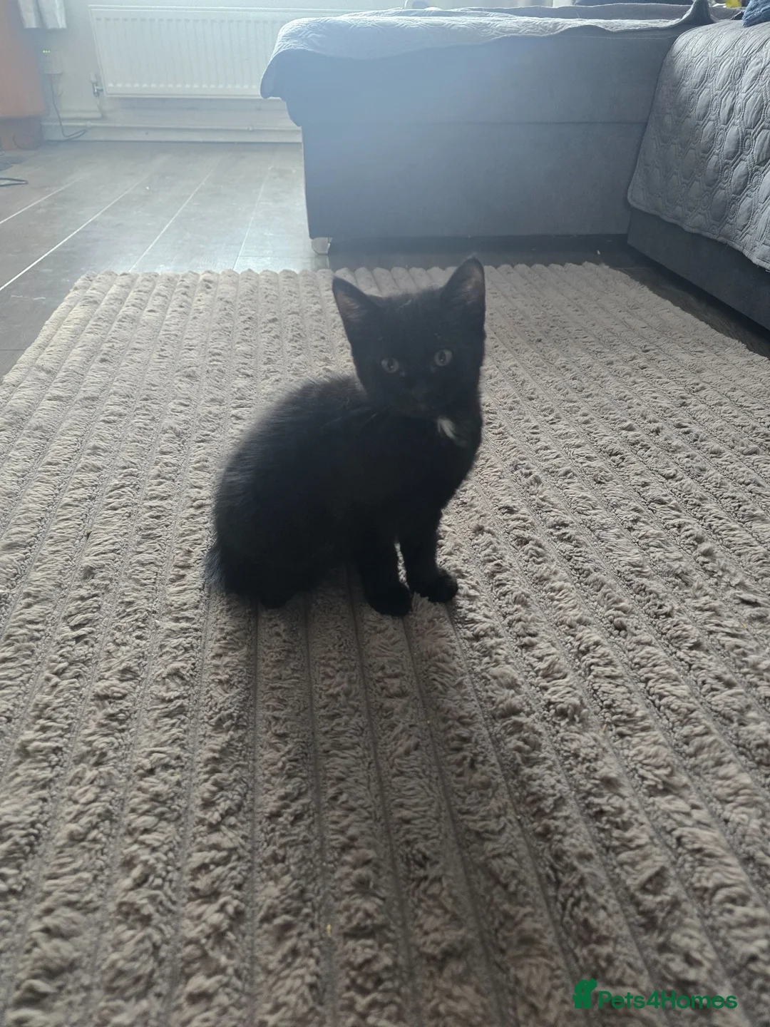 Mixed Breed cats for sale: Kittens  - Advert 6