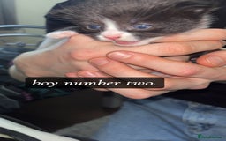 Domestic Shorthair cats for sale: 3 gorgeous tuxedo kittens for sale. - Image 5