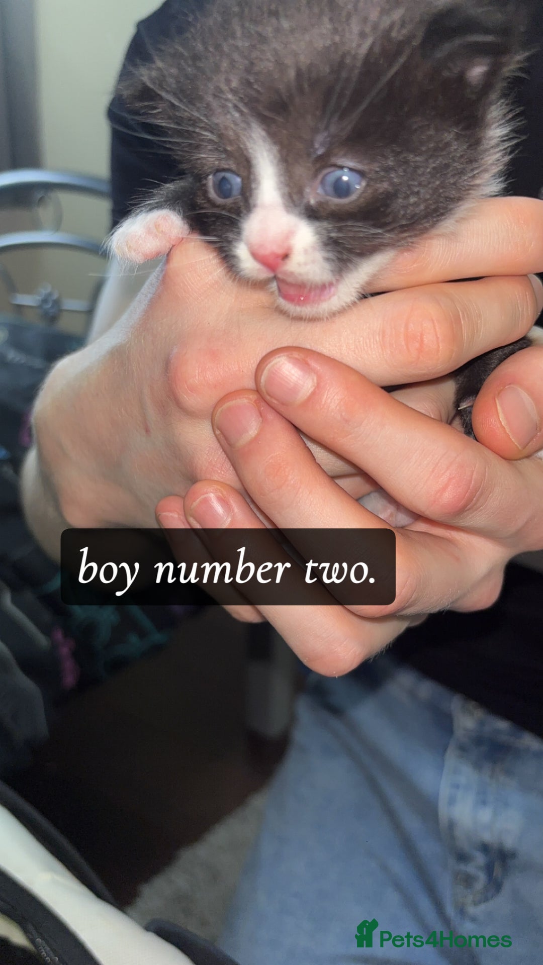 Domestic Shorthair cats for sale: 3 gorgeous tuxedo kittens for sale. - Image 5