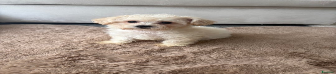 Maltipoo Puppy 1