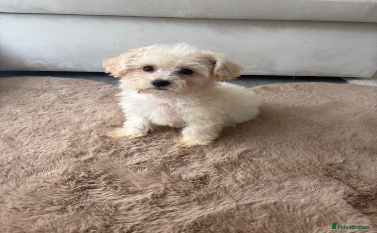 Maltipoo dogs - Advert 1