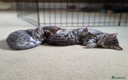 Bengal cats for sale: Bengal kittens. Absolutely beautiful!  - Image 13