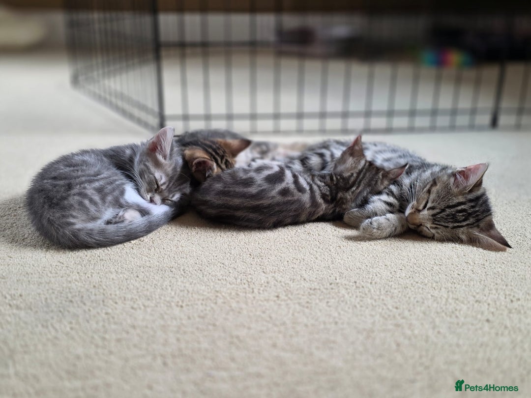 Bengal cats for sale: Bengal kittens. Absolutely beautiful!  - Image 13