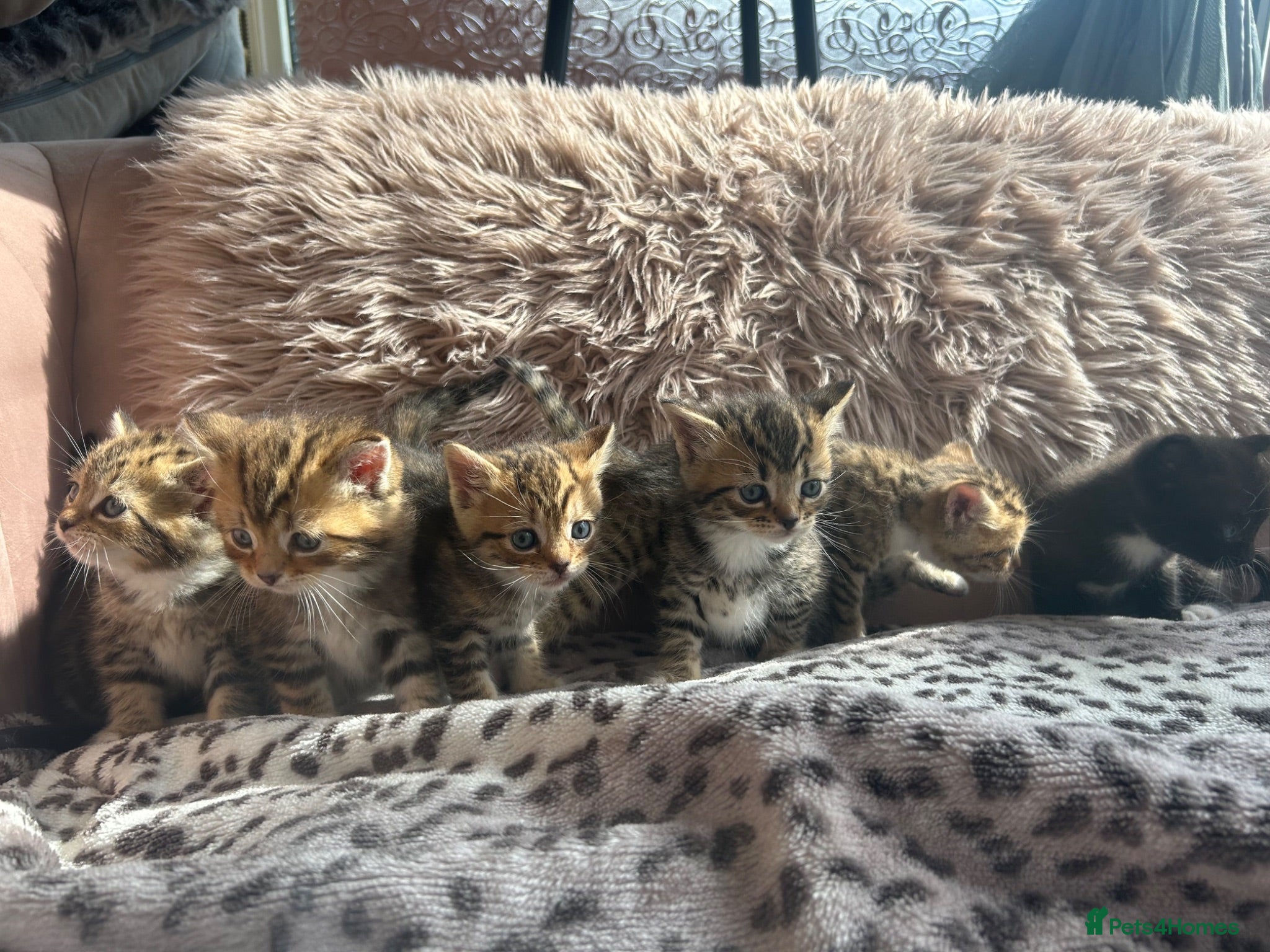 Persian cats X6 Persian Cross - beautiful fluffy kittens - Advert 9
