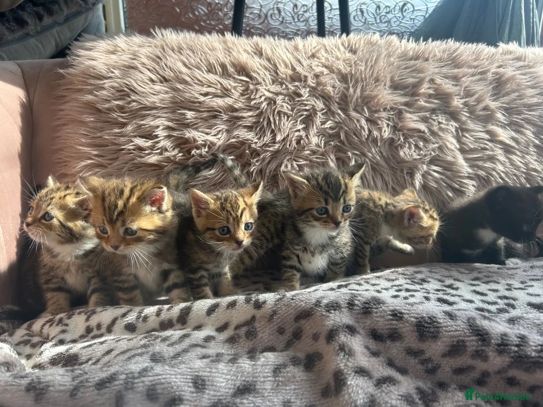 Persian cats for sale: X6 Persian Cross - beautiful fluffy kittens - Advert 1