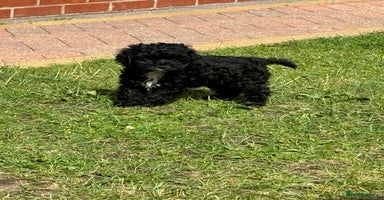 Cockapoo dogs - Advert 3