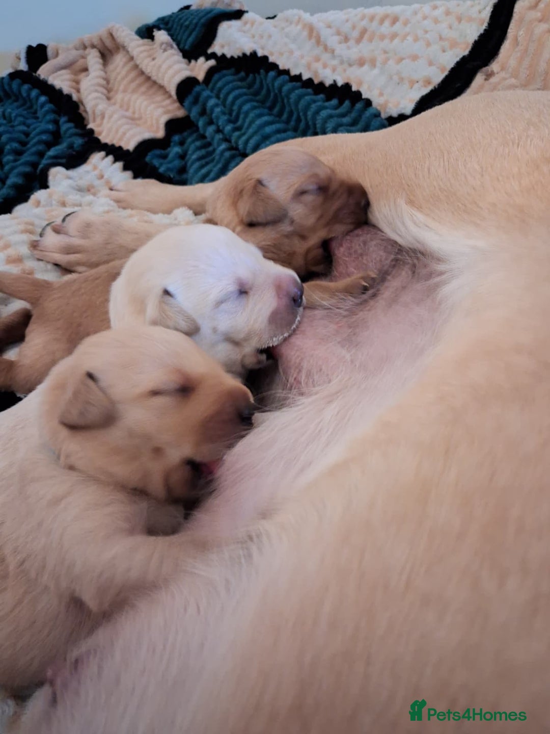 Labrador Retriever dogs for sale: Labrador Retriever Puppies (FIVE remaining) - Advert 6