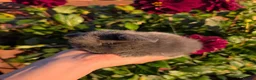Mini Lop rabbits for sale: ❤️Mini lop babies❤️ - Advert 8