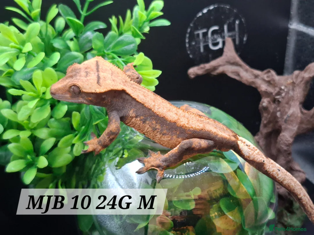Gecko reptiles for sale: Beautiful Crested Gecko's ready for new homes  - Advert 2