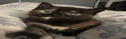 Siamese cats for sale: Siamese mixed kittens  - Advert 15
