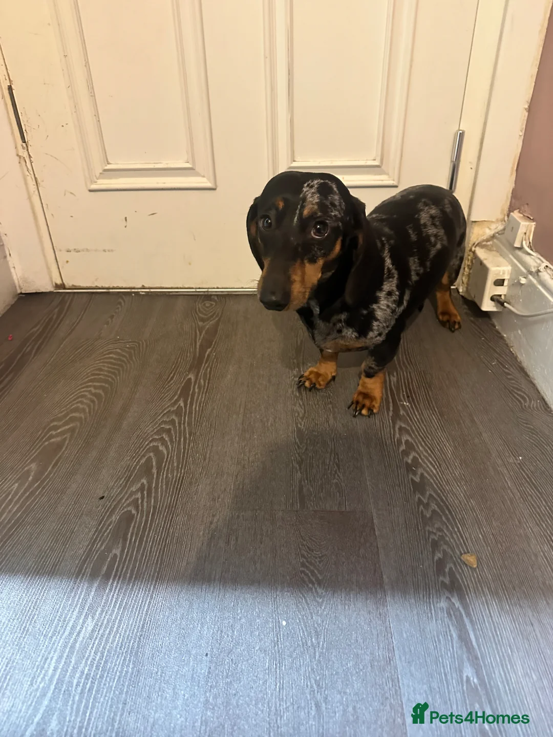 Miniature Dachshund dogs for sale: Coco and Patch miniature dachshunds - Advert 2