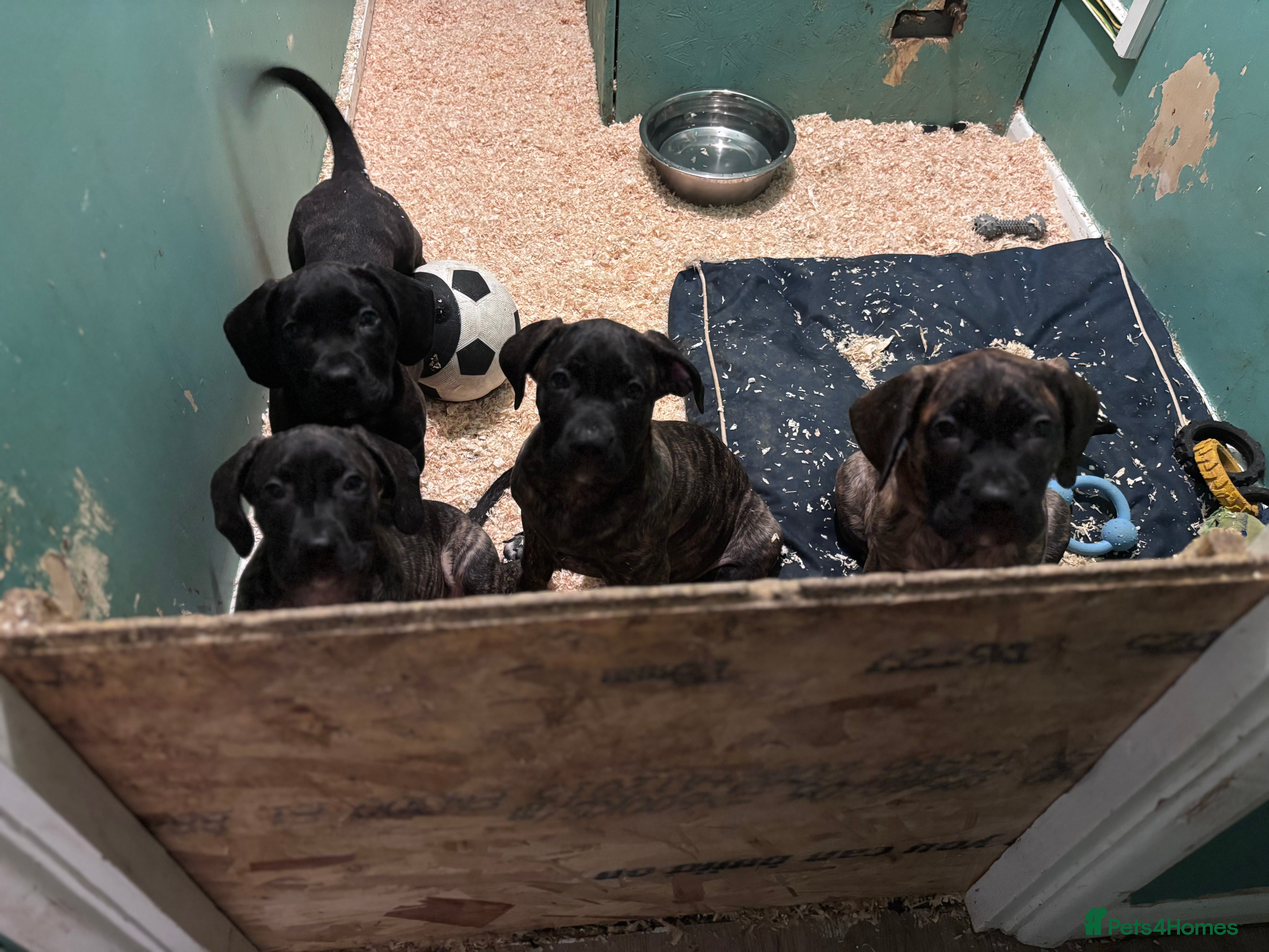 Presa Canario dogs Presa Canario Puppies  - Advert 14