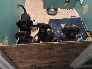 Presa Canario dogs Presa Canario Puppies - Advert 4