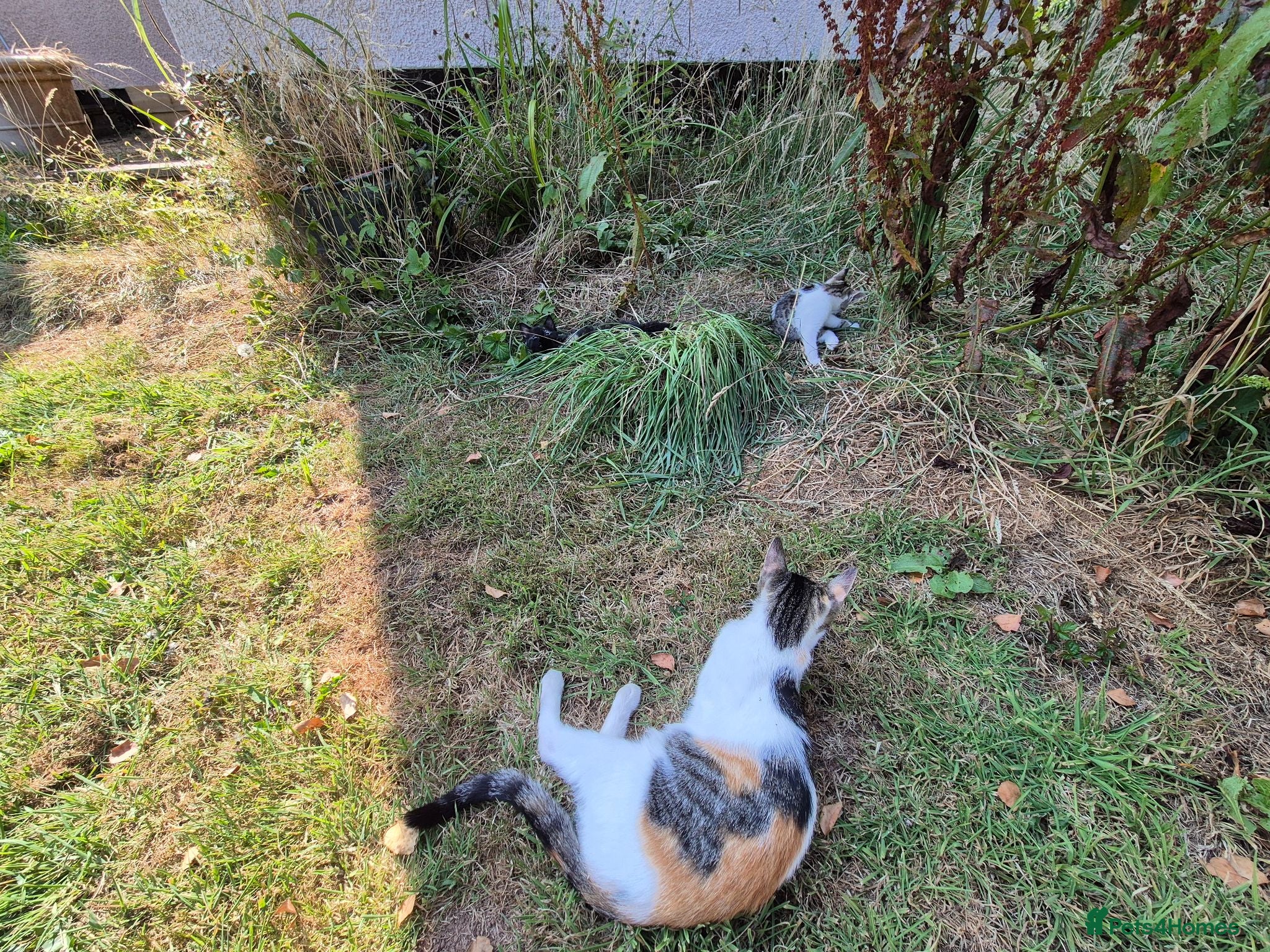Mixed Breed cats Three Kittens for Sale - Ready now near Chulmleigh - Advert 6