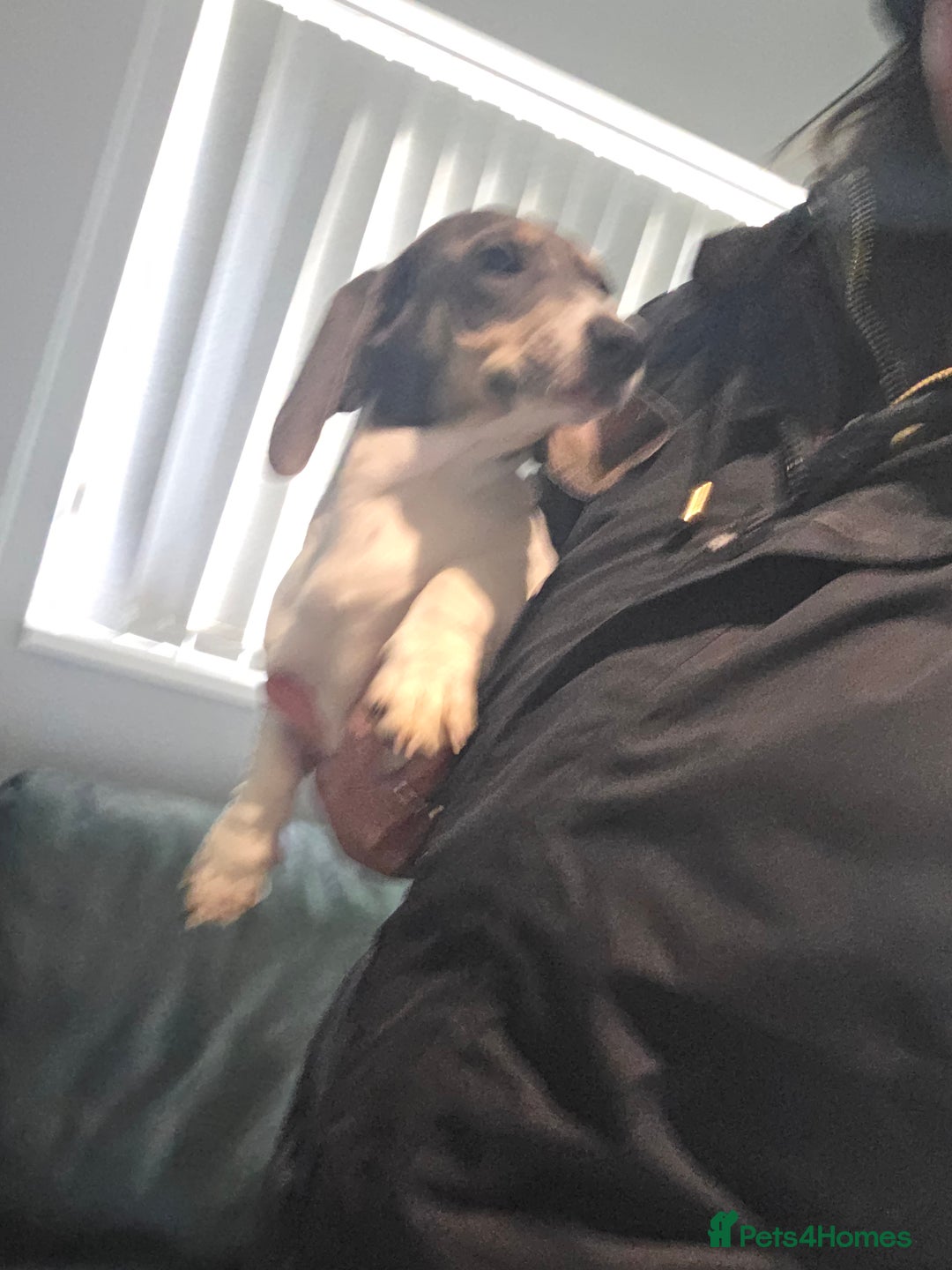 Miniature Dachshund dogs for sale: Kc registered Beautiful mini dachshund puppies - Advert 12