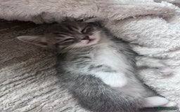 Persian cats for sale: Persian cross  - Image 20