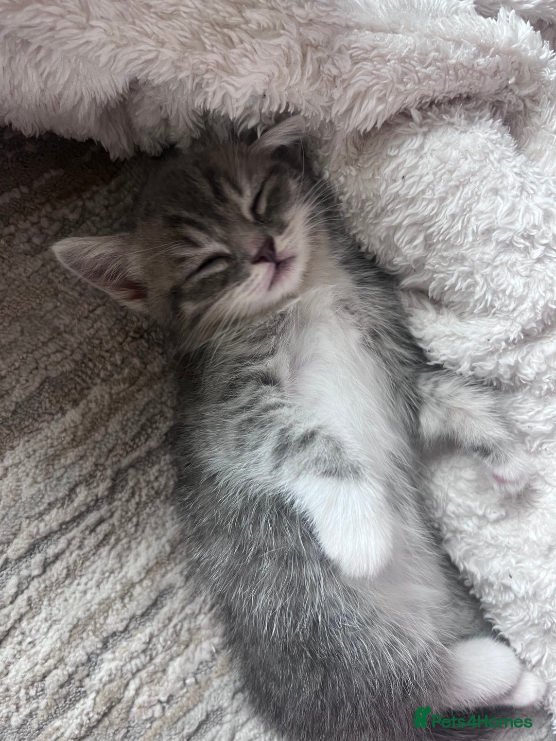 Persian cats for sale: Persian cross  - Image 20