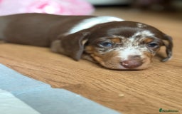 Miniature Dachshund dogs for sale: Beautiful kc mini dachshunds  - Image 4