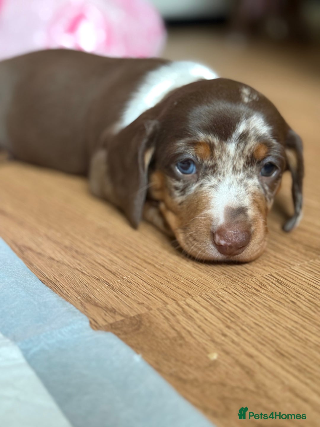 Miniature Dachshund dogs for sale: Beautiful kc mini dachshunds  - Image 4