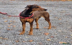 Mixed Breed dogs for adoption: BEAUTIFUL BONNIE  - Image 13