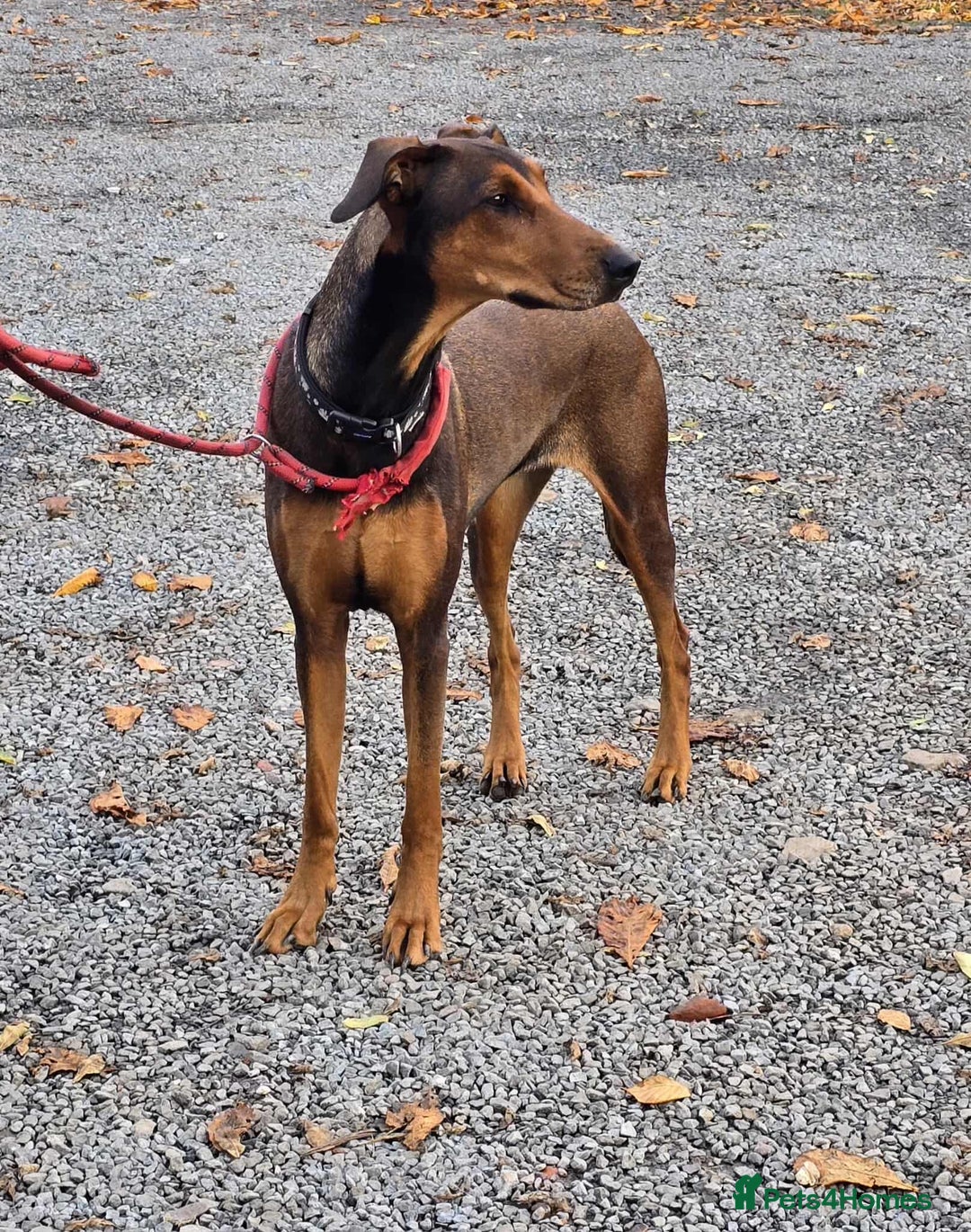 Mixed Breed dogs for adoption: BEAUTIFUL BONNIE  - Image 13