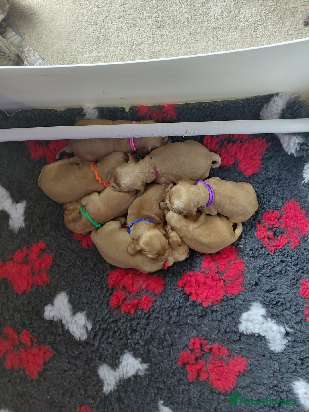 Cocker Spaniel dogs for sale: KC Golden Show Spaniels - Image 6