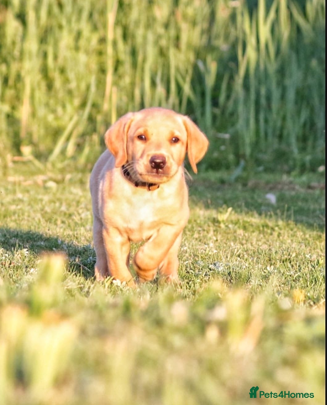 Labrador Retriever dogs KC REG parents: special adorable pups  - Advert 1