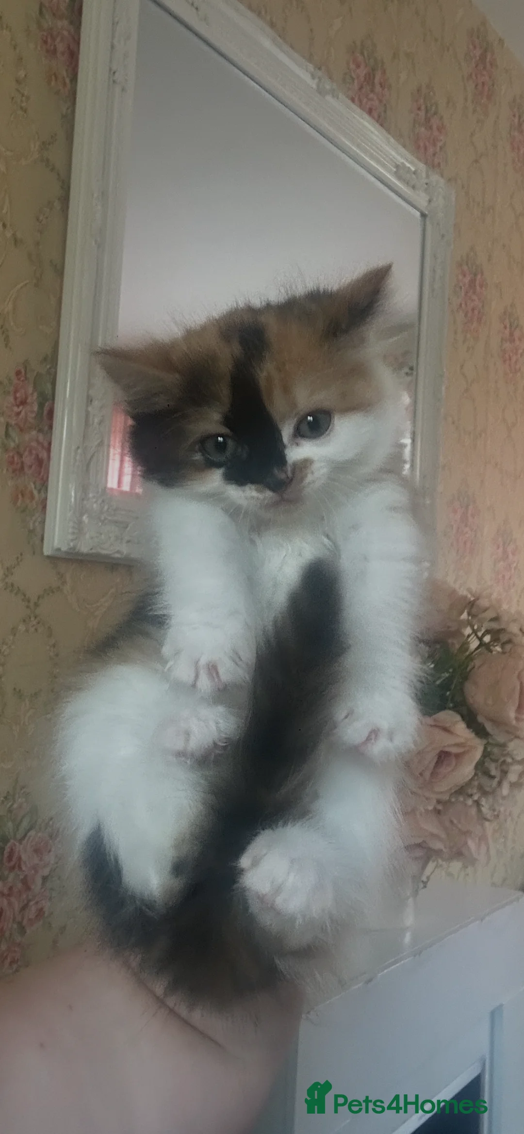 Mixed Breed cats for sale: Calico long hair kitten girl - Advert 2