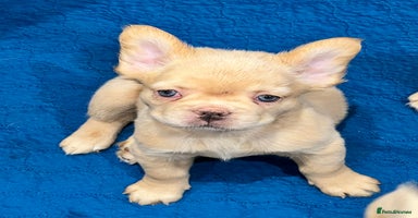 French Bulldog dogs - Advert 8
