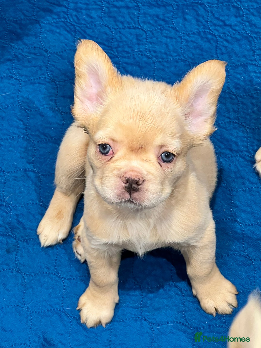French Bulldog dogs for sale: LAST GIRL FLUFFY FRENCH BULLDOG PUPPY - Image 2