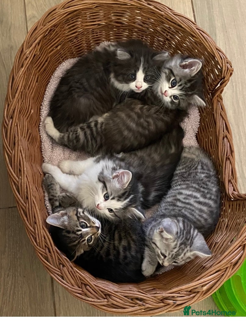 Mixed Breed cats Beautiful kittens available  - Advert 2