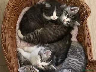 Mixed Breed cats Beautiful kittens available - Advert 1