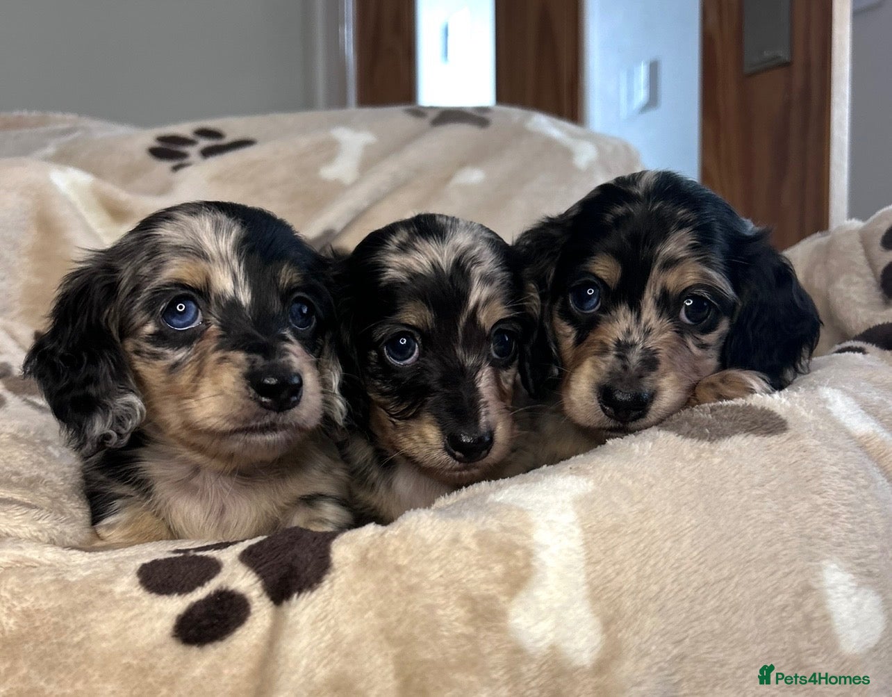 Miniature Dachshund dogs 🖤🍦 STUNNING SILVER DAPPLE & CREAM LONGHAIR 🍦🖤  - Advert 15
