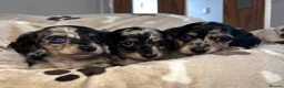 Miniature Dachshund dogs for sale: 🖤 SILVER DAPPLE & CREAM LONGHAIR BOY🖤  - Advert 10