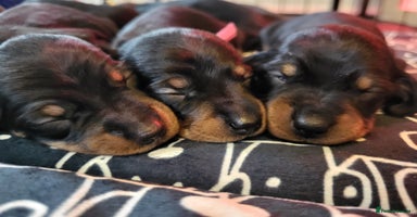 Miniature Dachshund dogs - Advert 5