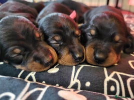 Miniature Dachshund dogs - Advert 5
