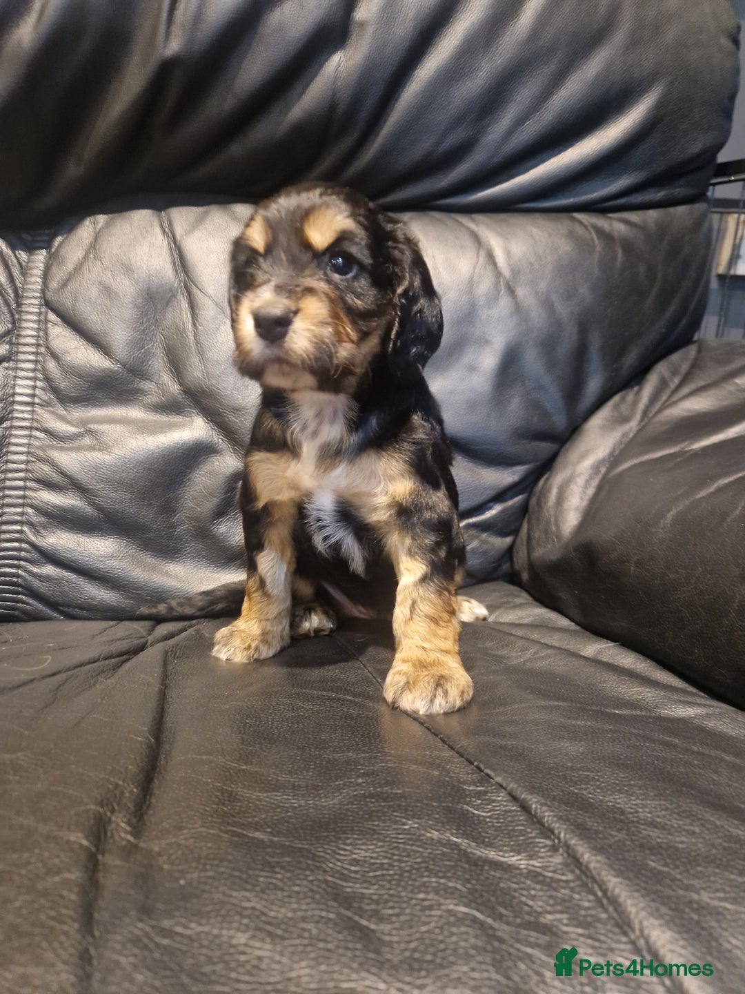 Cocker Spaniel dogs for sale: Stunning kc working cocker spaniels - Image 5